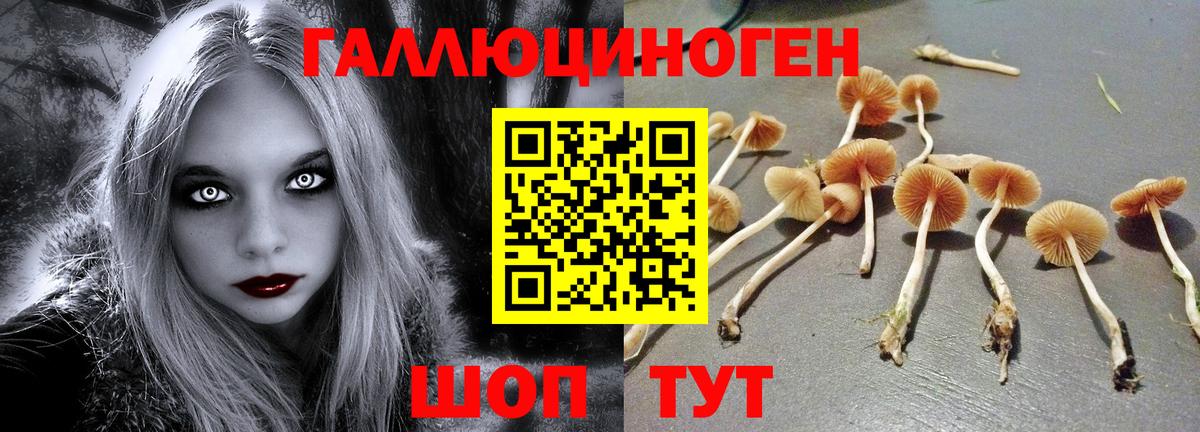 Псилоцибиновые грибы GOLDEN TEACHER Дивногорск